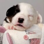 Phantom-male-Welsh-Corgi-puppy-for-sale-1