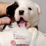 Phantom-male-Welsh-Corgi-puppy-for-sale-2