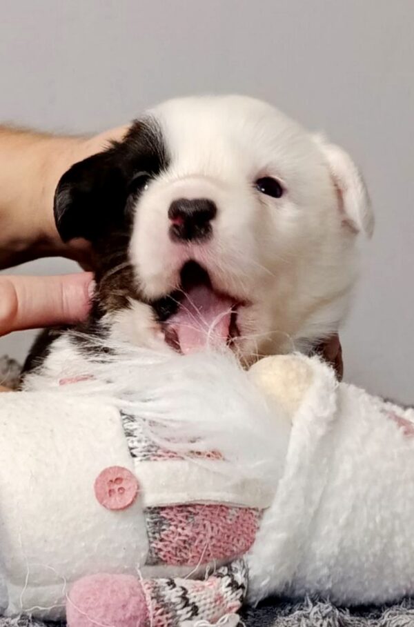 Phantom Welsh Corgi Phantom Welsh Corgi