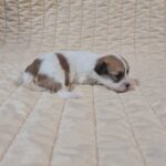 Philomena-male-havanese-puppy-for-sale-1 (1)