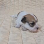 Philomena-male-havanese-puppy-for-sale-1 (2)