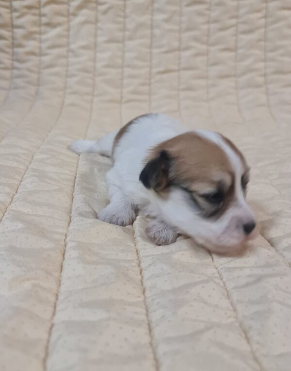 Philomena Havanese Philomena Havanese