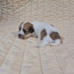 Philomena-male-havanese-puppy-for-sale-1 (3)
