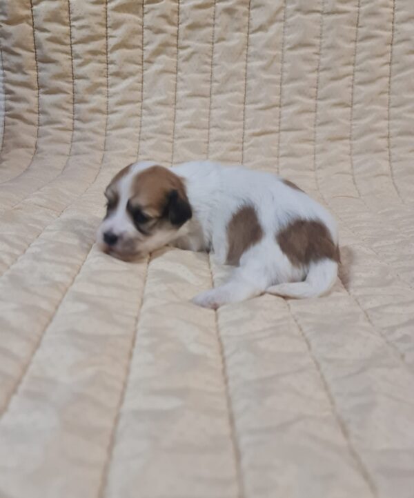 Philomena Havanese Philomena Havanese