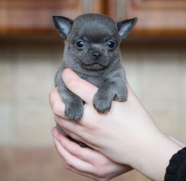 Pinp Chihuahua Pinp Chihuahua