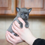 Pinp-male-Chihuahua-puppy-for-sale-2