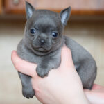 Pinp-male-Chihuahua-puppy-for-sale-3
