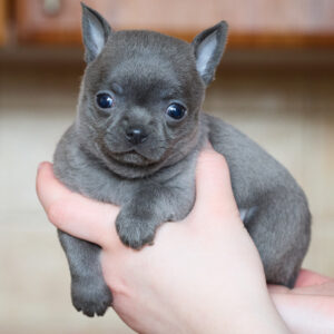 Pinp Chihuahua Pinp Chihuahua