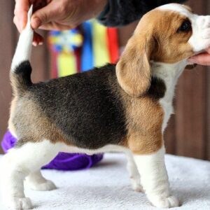 Poliana Beagle Poliana Beagle