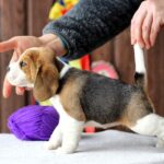 Poliana-female-Beagle-puppy-for-sale-2
