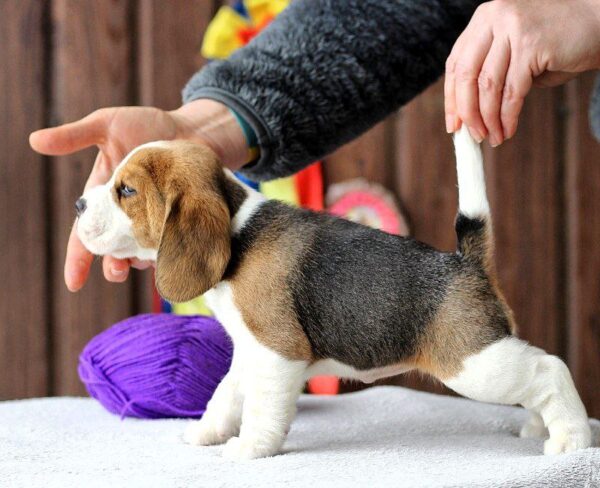 Poliana Beagle Poliana Beagle