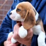 Poliana-female-Beagle-puppy-for-sale-3
