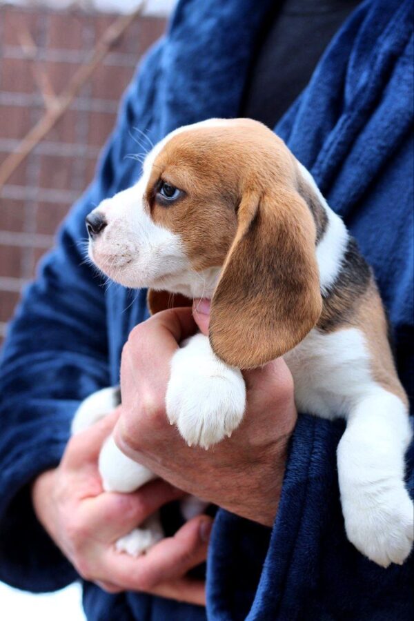 Poliana Beagle Poliana Beagle