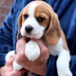 Poliana-female-Beagle-puppy-for-sale-4