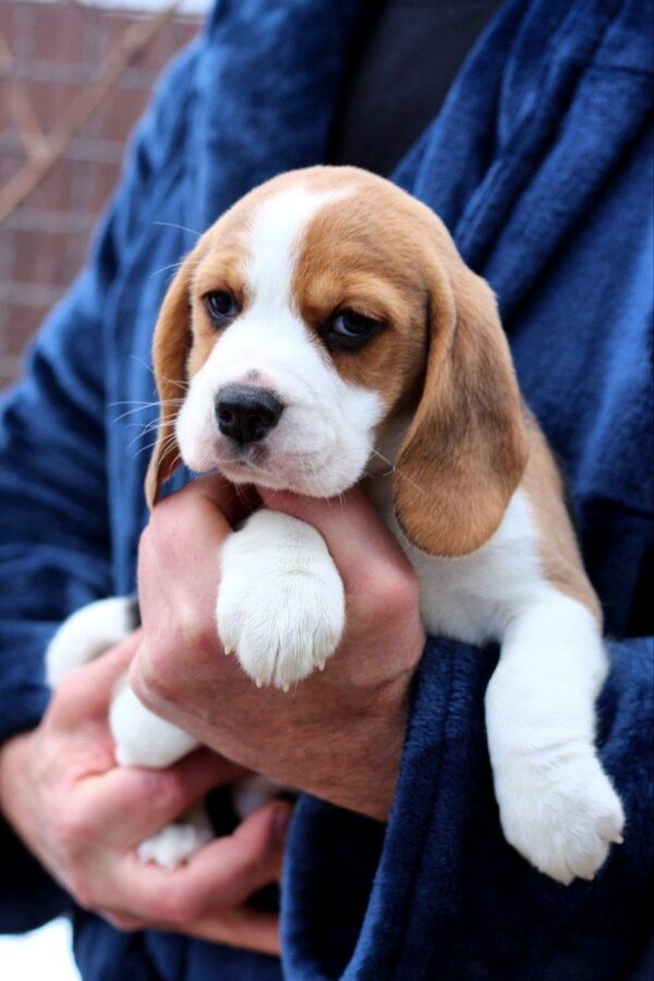 Poliana Beagle Poliana Beagle