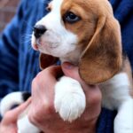 Poliana-female-Beagle-puppy-for-sale-5