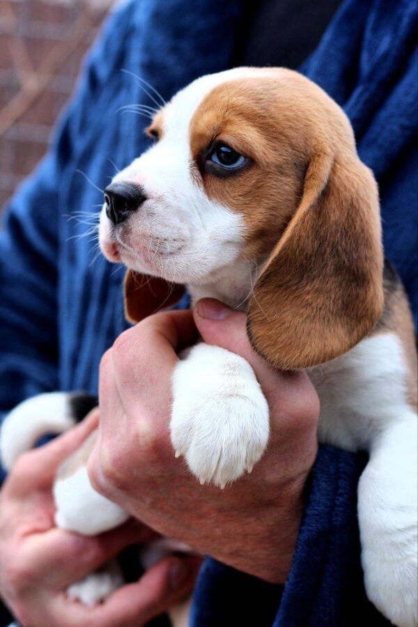 Poliana Beagle Poliana Beagle