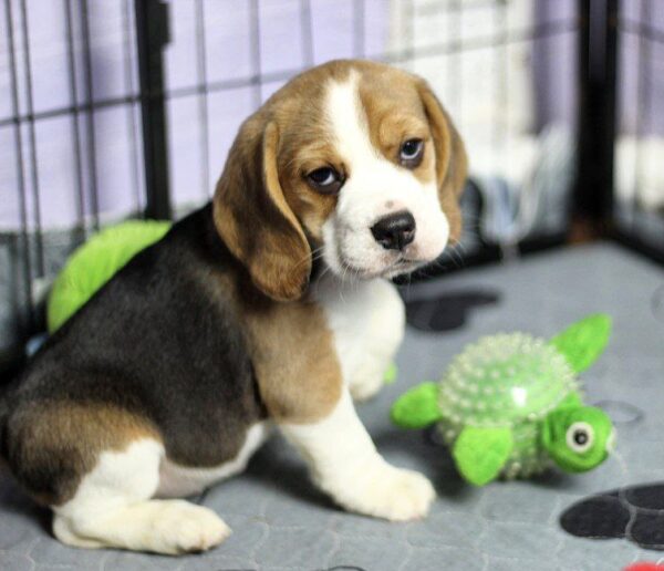 Poliana Beagle Poliana Beagle