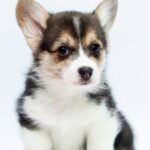Polka-female-Corgi-puppy-for-sale-1