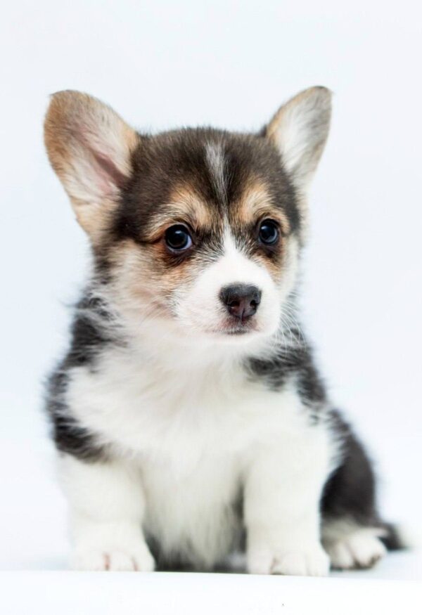 Polka Welsh Corgi Polka Welsh Corgi