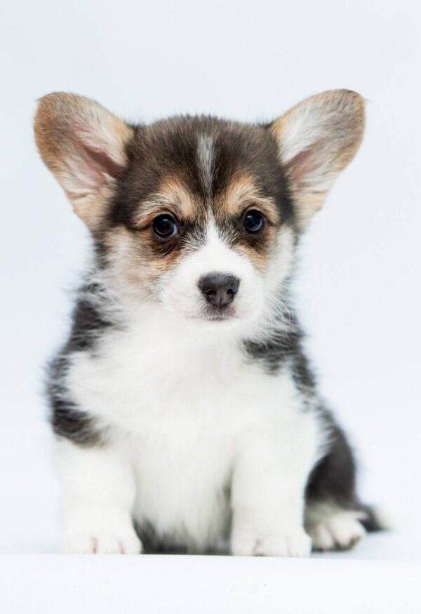 Polka Welsh Corgi Polka Welsh Corgi