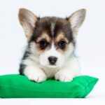 Polka-female-Corgi-puppy-for-sale-3