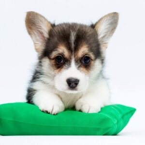 Polka Welsh Corgi Polka Welsh Corgi