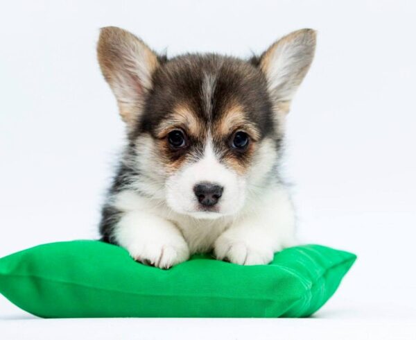 Polka Welsh Corgi Polka Welsh Corgi