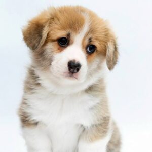 Polly Welsh Corgi Polly Welsh Corgi