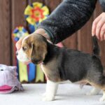 Polsty-male-Beagle-puppy-for-sale-1