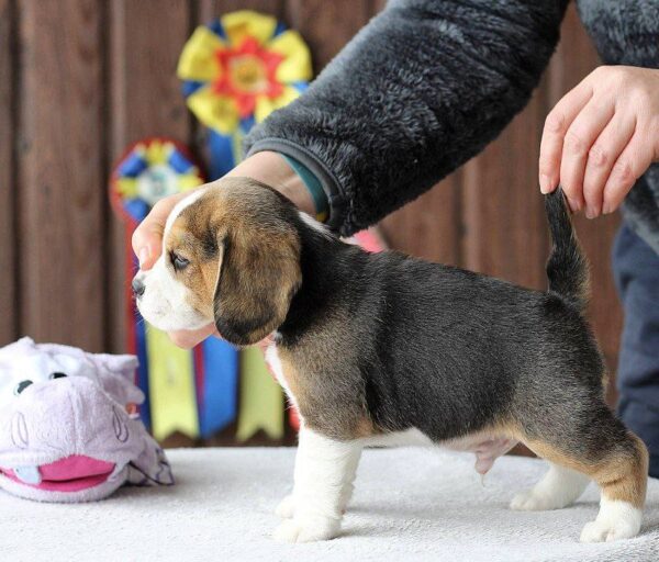 Polsty Beagle Polsty Beagle