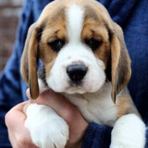 Polsty Beagle Polsty Beagle