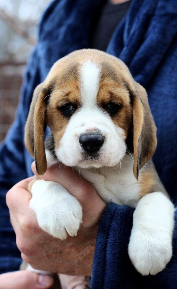 Polsty Beagle Polsty Beagle