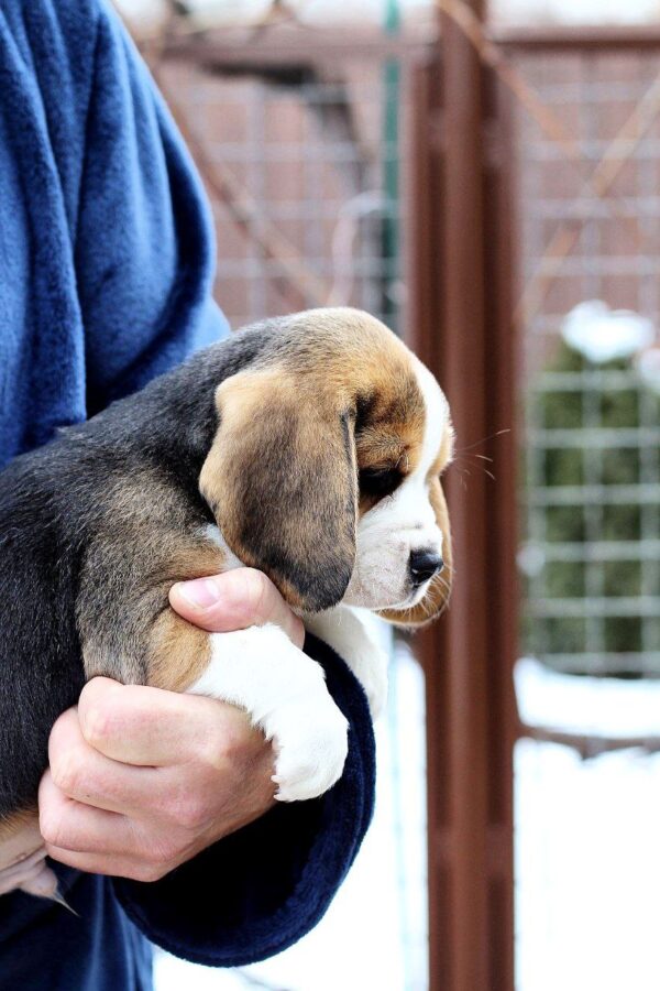 Polsty Beagle Polsty Beagle