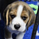 Polsty-male-Beagle-puppy-for-sale-4