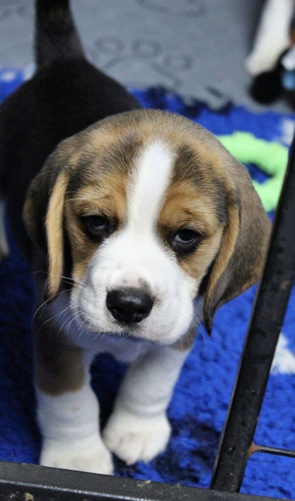 Polsty Beagle Polsty Beagle