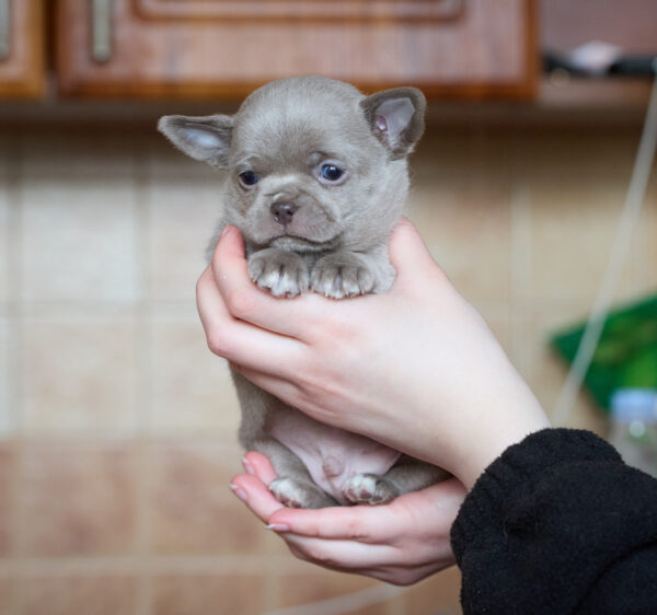 Ponco Chihuahua Ponco Chihuahua