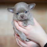 Ponco-male-Chihuahua-puppy-for-sale-2