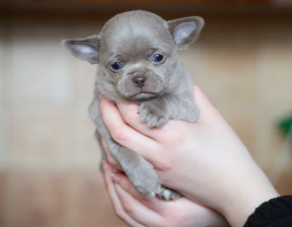 Ponco Chihuahua Ponco Chihuahua