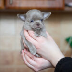 Ponco-male-Chihuahua-puppy-for-sale-3