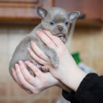 Ponco-male-Chihuahua-puppy-for-sale-4