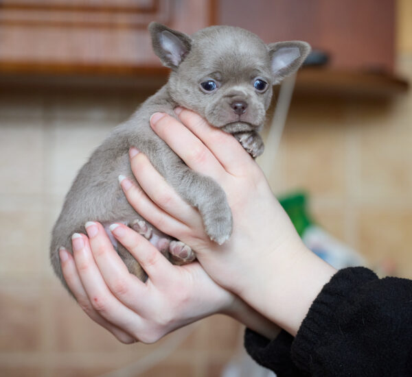 Ponco Chihuahua Ponco Chihuahua