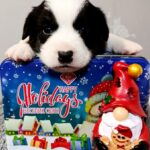 Porter-male-Welsh-Corgi-puppy-for-sale-1