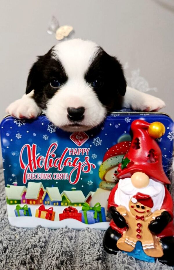 Porter Welsh Corgi Porter Welsh Corgi