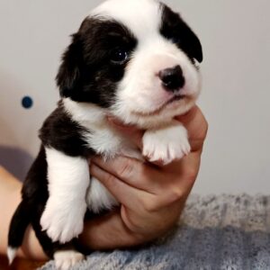 Porter Welsh Corgi Porter Welsh Corgi