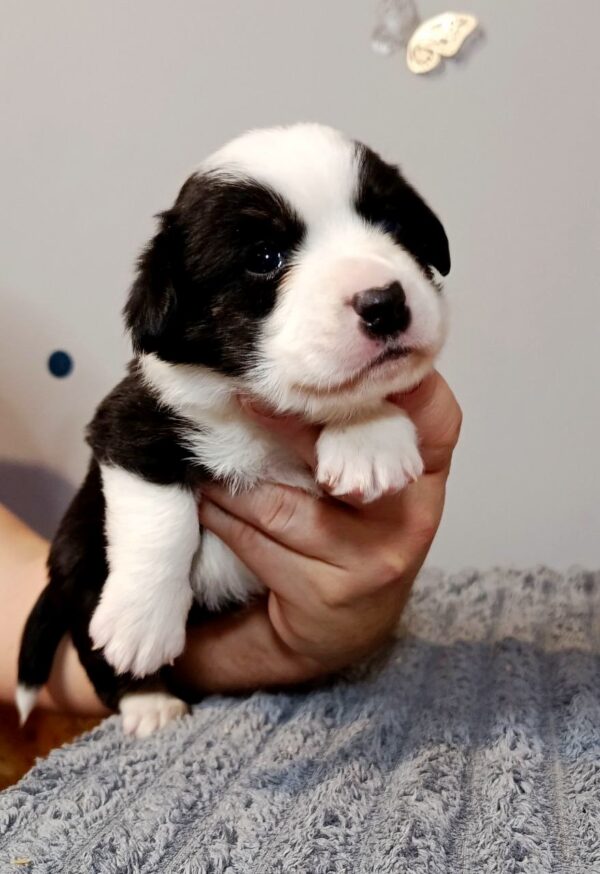 Porter Welsh Corgi Porter Welsh Corgi