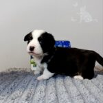 Porter-male-Welsh-Corgi-puppy-for-sale-3