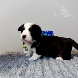 Porter Welsh Corgi Porter Welsh Corgi