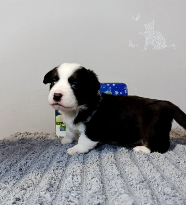 Porter Welsh Corgi Porter Welsh Corgi