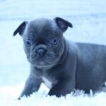 Prada-female-French-Bulldog-puppy-for-sale-1